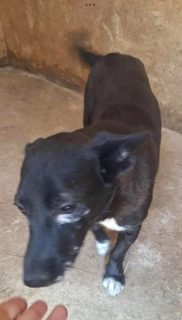 Spud, rescuehund i Info kommer, bild 3