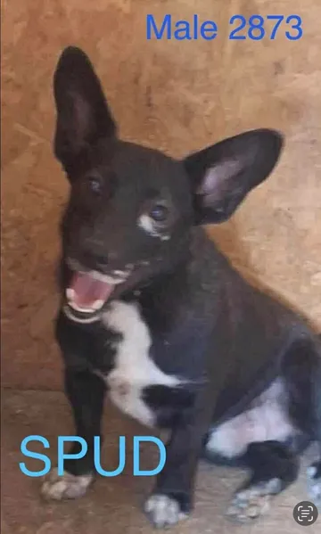 Spud, rescuehund i Info kommer, bild 4