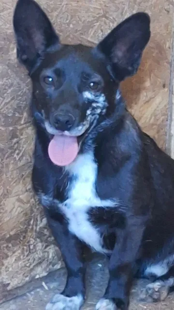 Spud, rescuehund i Info kommer, bild 5
