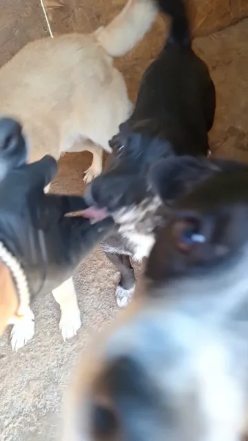 Spud, rescuehund i Info kommer, bild 6