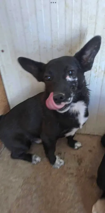 Spud, rescuehund i Info kommer, bild 7
