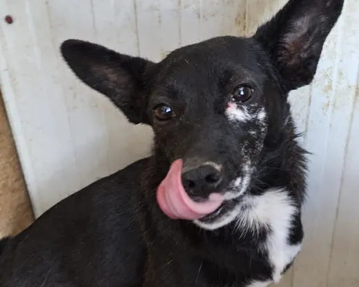 Spud, info kommer som söker hem via Ohana Rescue och finns i Info kommer