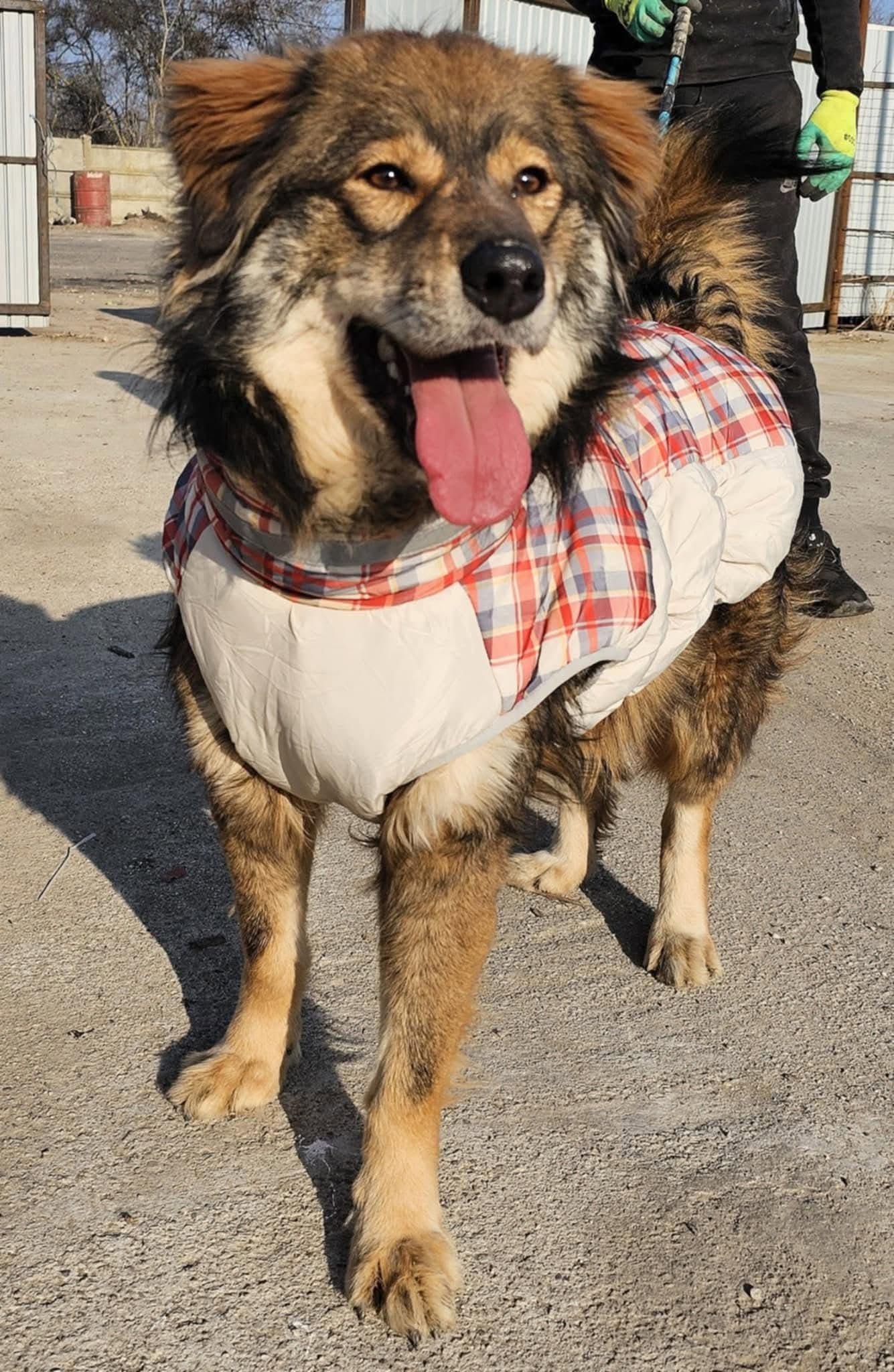 Teddy, rescuehund i Boden, bild 1