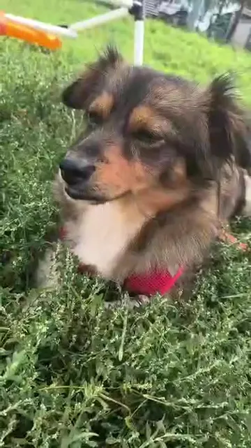 Tosia, rescuehund i Polen, bild 2