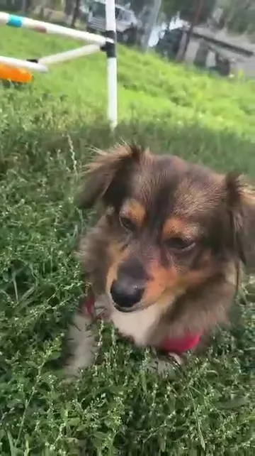 Tosia, rescuehund i Polen, bild 6