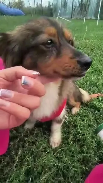 Tosia, rescuehund i Polen, bild 7
