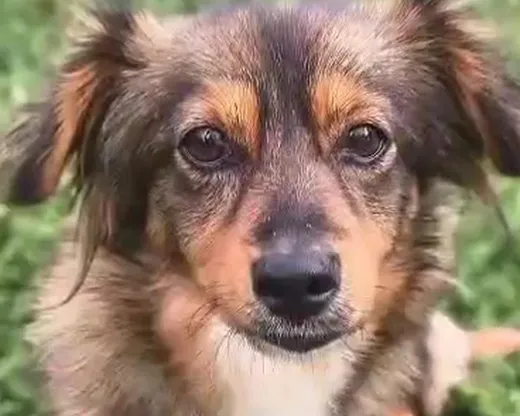Tosia, info kommer som söker hem via Ohana Rescue och finns i Polen