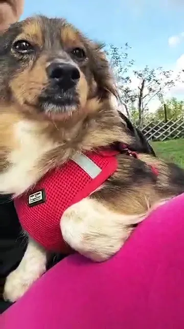 Tosia, rescuehund i Polen, bild 3