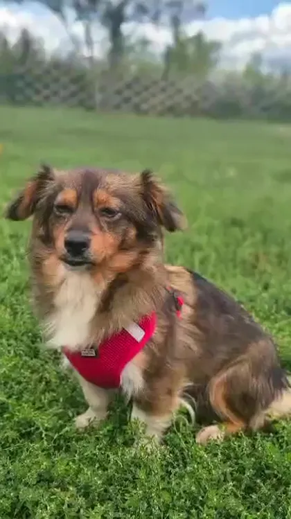 Tosia, rescuehund i Polen, bild 2
