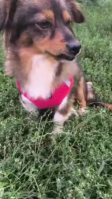 Tosia, rescuehund i Polen, bild 5
