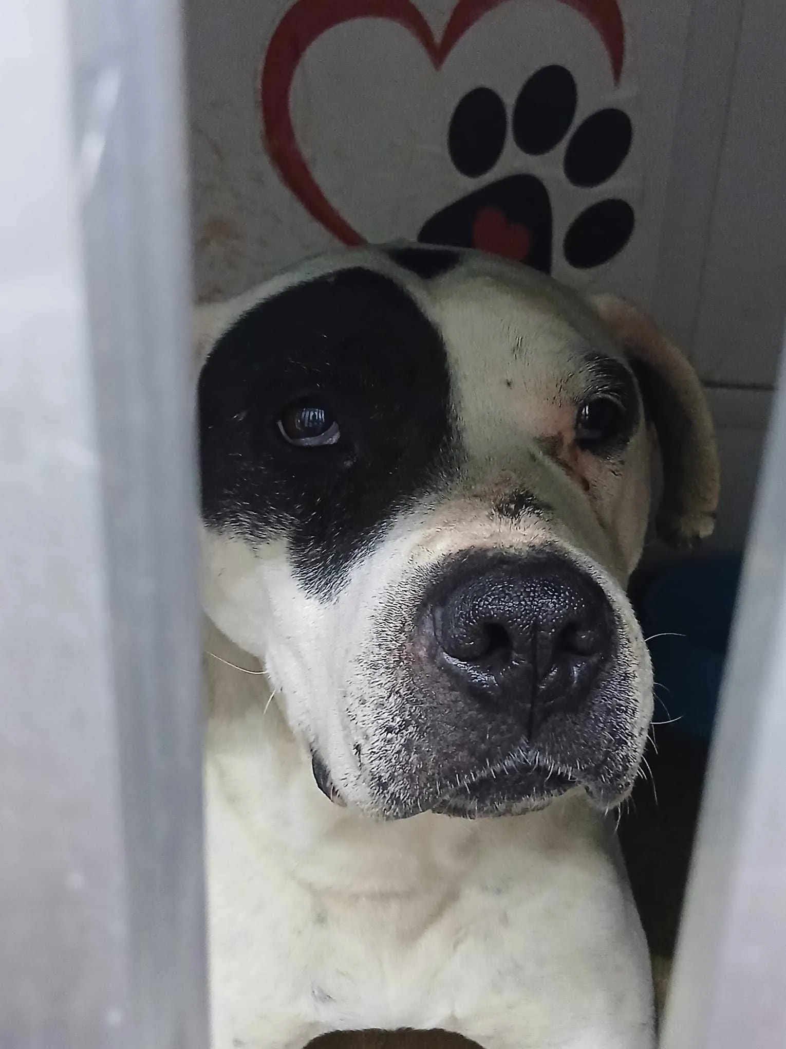 Hund som tittar ut från sin plats i transporten