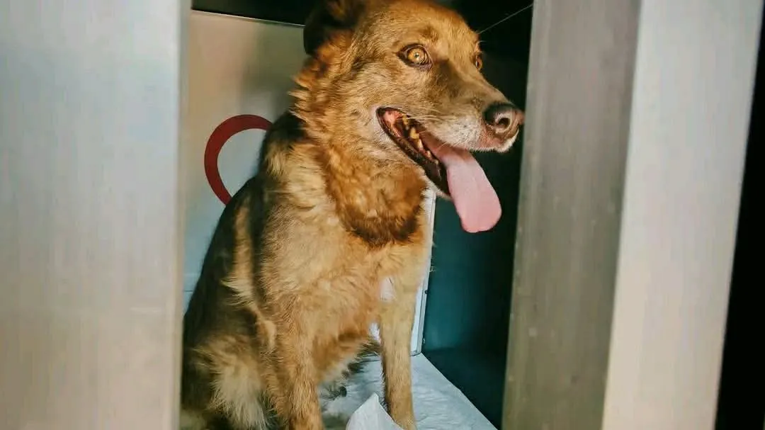 Hund i transportbur under resan till Sverige