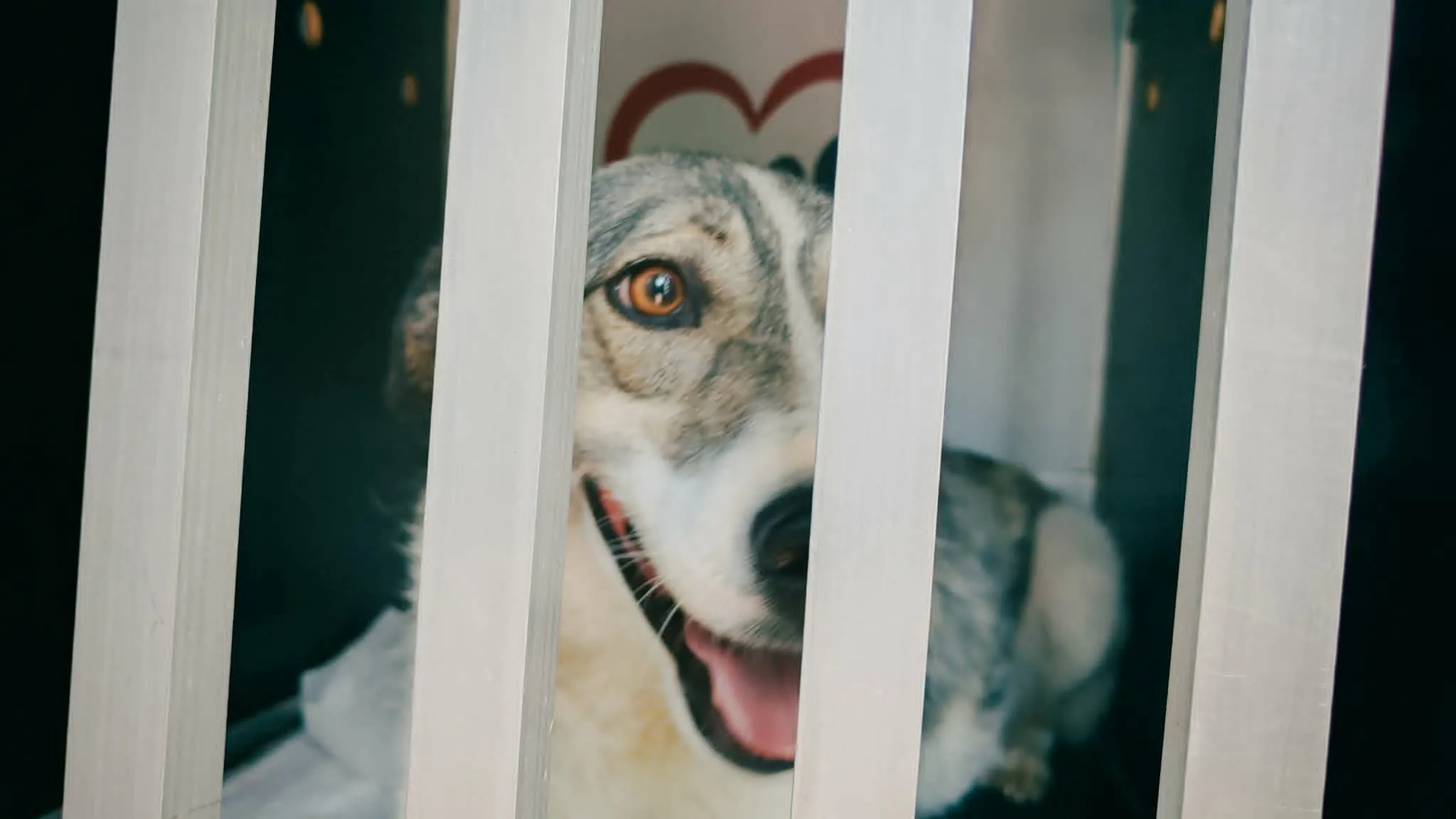 Hund som tittar ut ur transportburen på väg mot Sverige