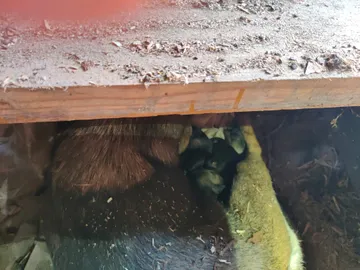 Vidar i Polen: Familjens första plats under stallgolvet