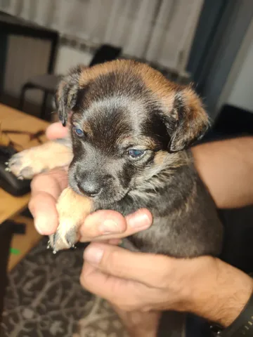 Vidar, rescuehund i Polen, bild 1