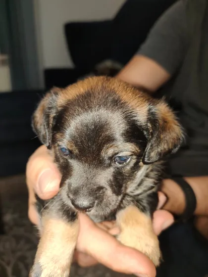 Vidar, rescuehund i Polen, bild 1