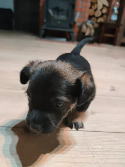 Vidar, rescuehund i Polen, bild 2