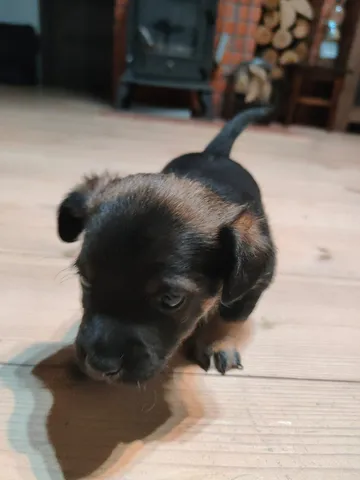 Vidar, rescuehund i Polen, bild 4