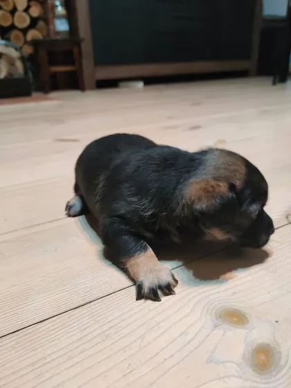 Vidar, rescuehund i Polen, bild 3