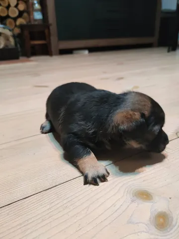 Vidar, rescuehund i Polen, bild 5