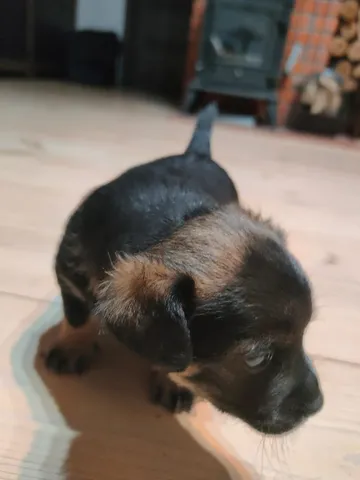 Vidar, rescuehund i Polen, bild 2