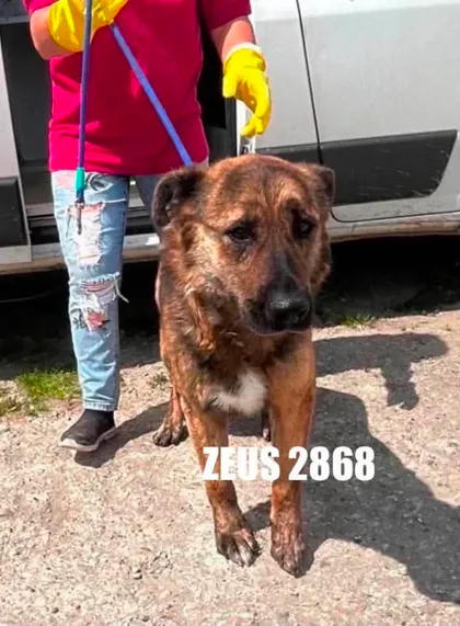 Zeus i mittenbild 3
