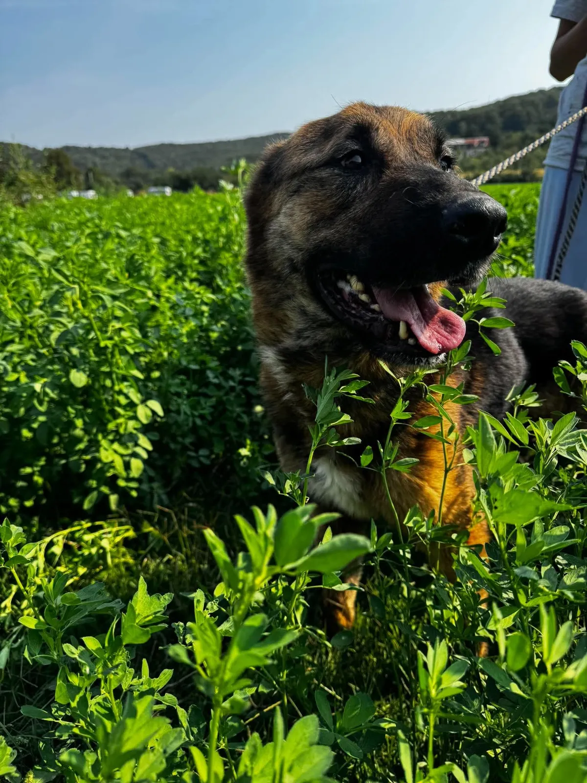 Zeus, blandras som söker hem via Ohana Rescue och finns i Rumänien