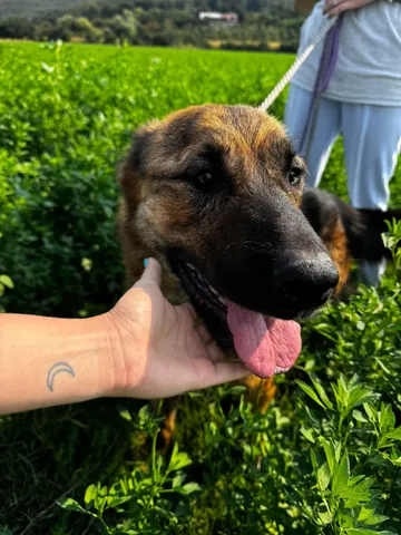 Zeus, rescuehund i Rumänien, bild 4