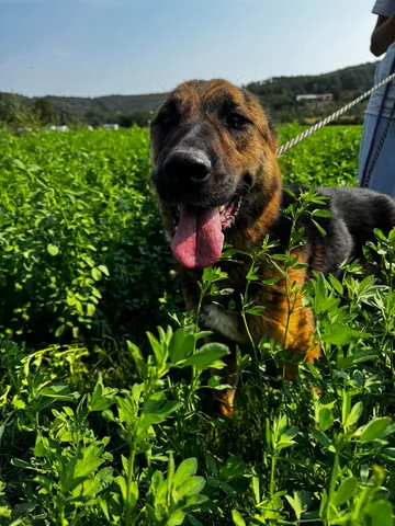 Zeus, rescuehund i Rumänien, bild 5