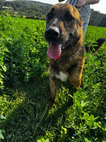 Zeus, rescuehund i Rumänien, bild 6