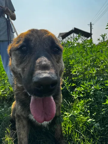 Zeus, rescuehund i Rumänien, bild 7
