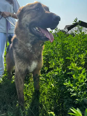 Zeus, rescuehund i Rumänien, bild 8