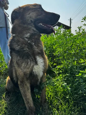 Zeus, rescuehund i Rumänien, bild 9