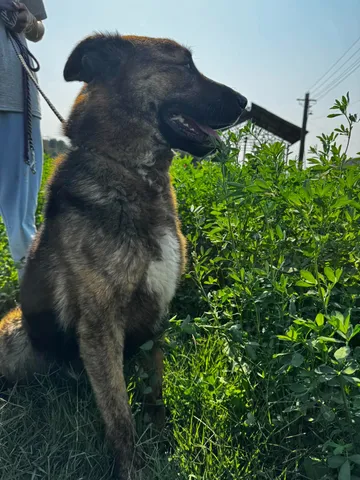 Zeus, rescuehund i Rumänien, bild 10