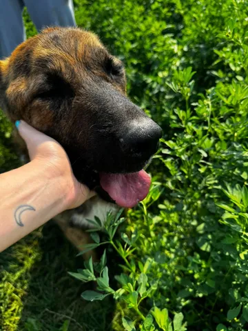 Zeus, rescuehund i Rumänien, bild 11