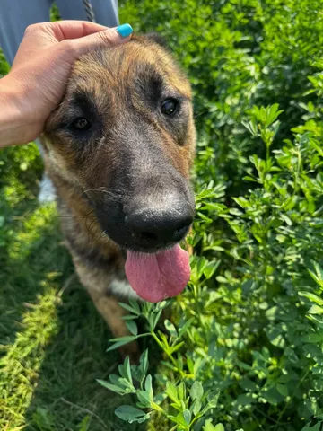 Zeus, rescuehund i Rumänien, bild 12