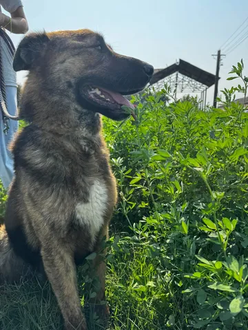 Zeus, rescuehund i Rumänien, bild 13