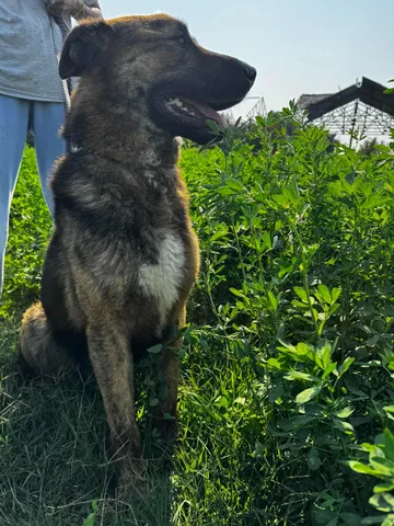 Zeus, rescuehund i Rumänien, bild 14