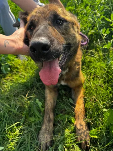 Zeus, rescuehund i Rumänien, bild 15