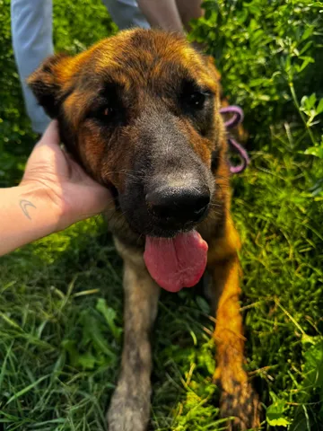 Zeus, rescuehund i Rumänien, bild 16