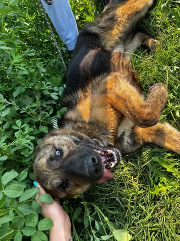 Zeus, rescuehund i Rumänien, bild 17