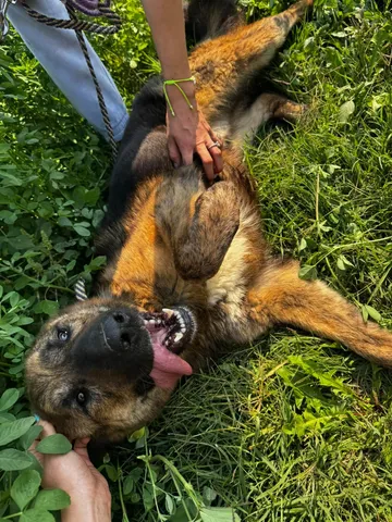 Zeus, rescuehund i Rumänien, bild 18