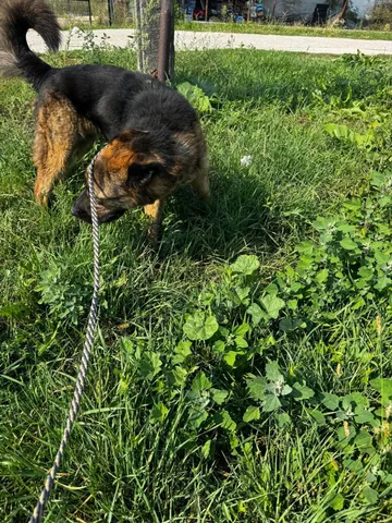 Zeus, rescuehund i Rumänien, bild 19
