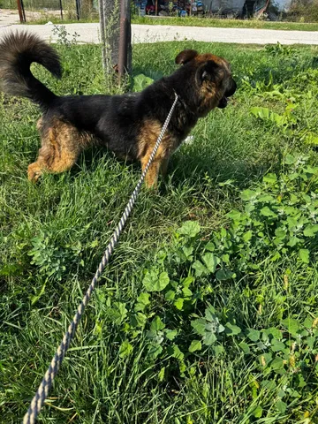 Zeus, rescuehund i Rumänien, bild 20