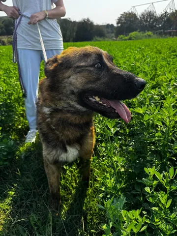 Zeus, rescuehund i Rumänien, bild 21