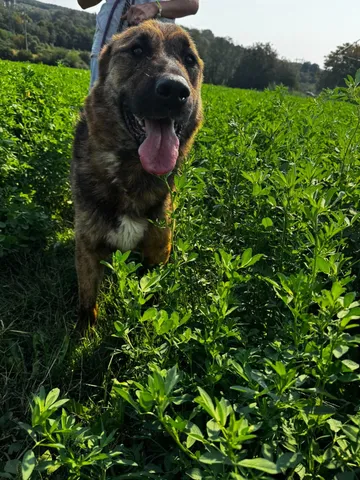 Zeus, rescuehund i Rumänien, bild 22