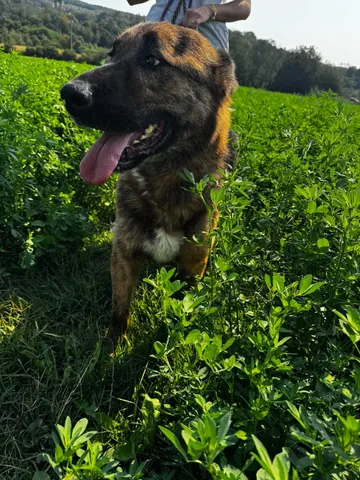 Zeus, rescuehund i Rumänien, bild 23