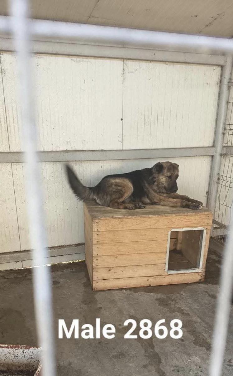 Zeus, rescuehund i Rumänien, bild 1