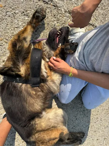 Zeus, rescuehund i Rumänien, bild 3