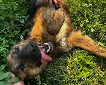 Zeus, rescuehund i Rumänien, bild 2